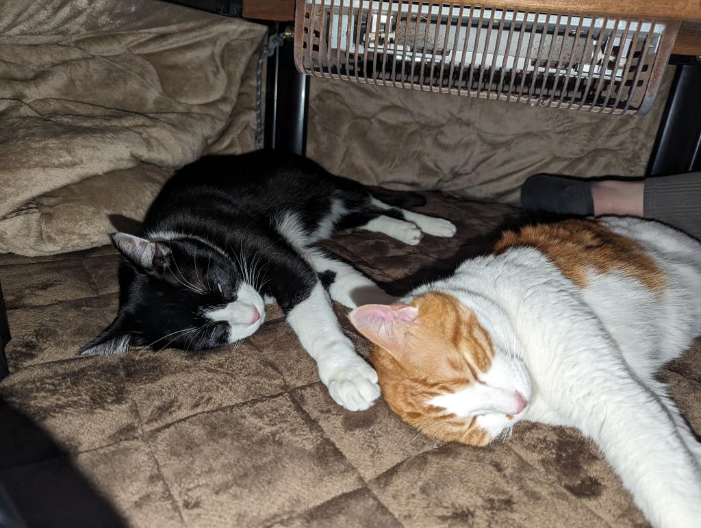 プジョー 足立 2月営業日のご案内！【2月22日は猫の日です！】