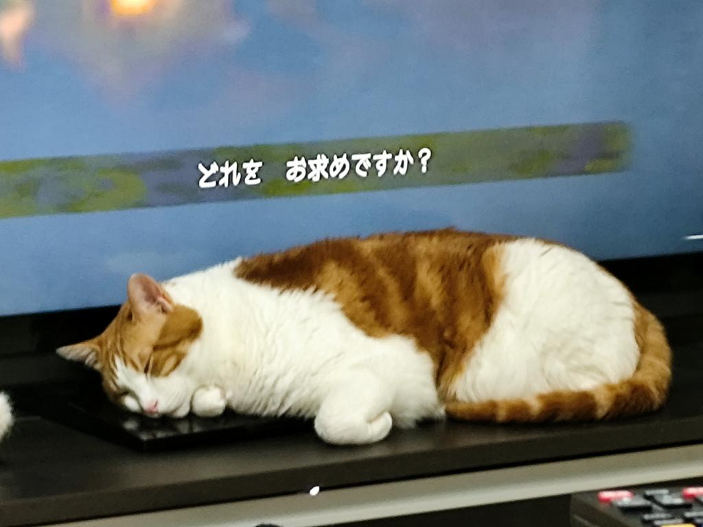 本日2/22日は【猫の日】です！