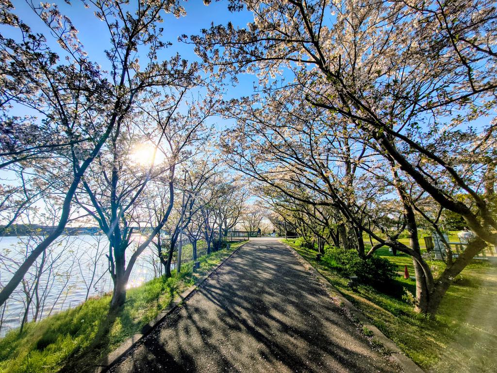 手賀沼の桜！！