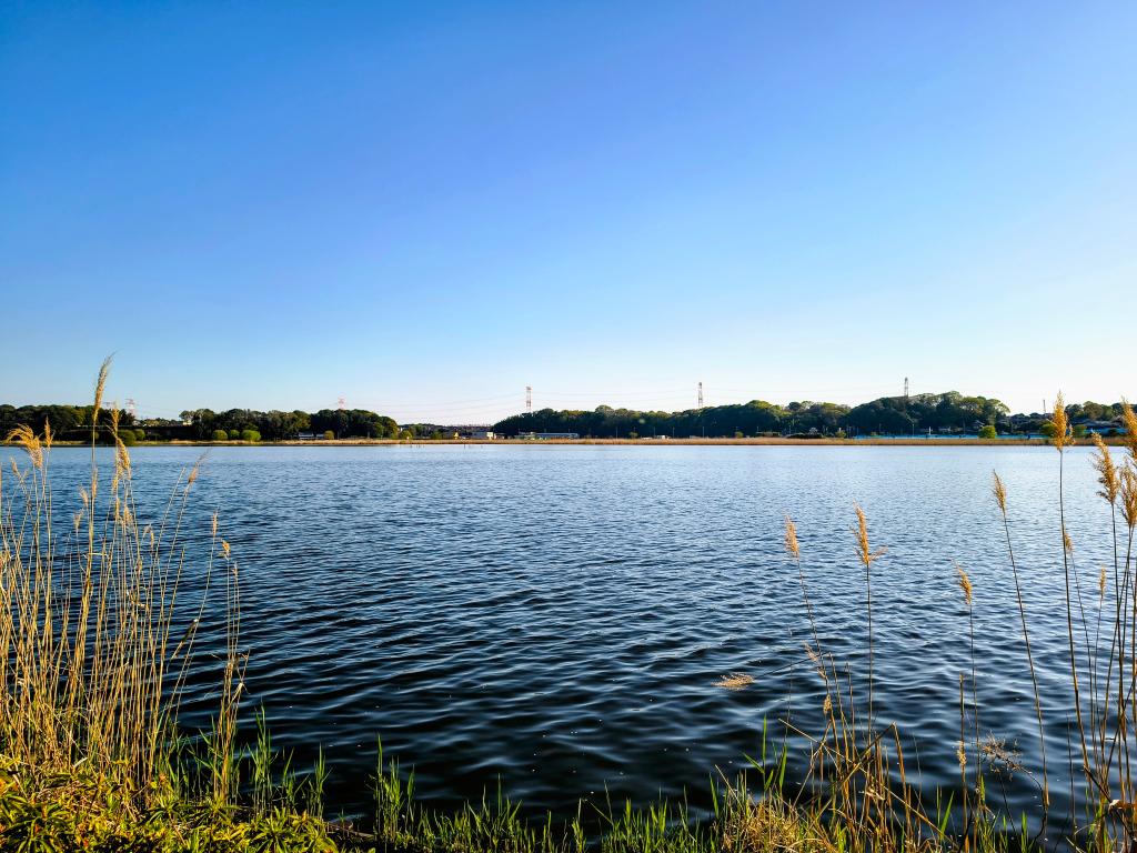手賀沼の桜！！