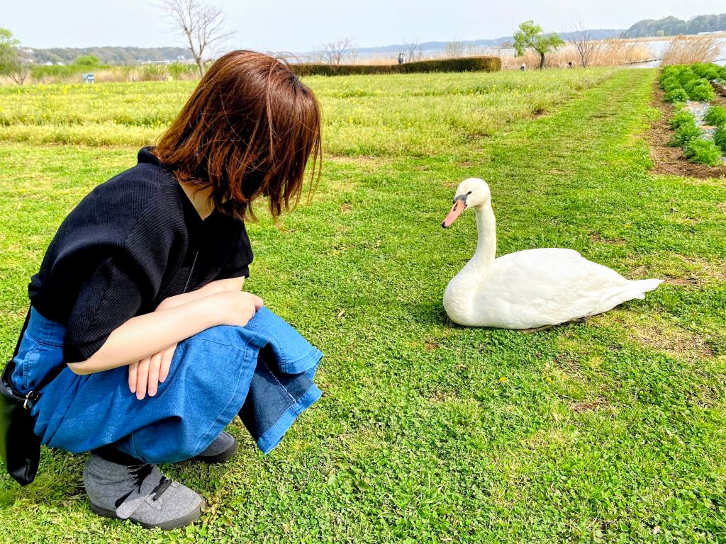 手賀沼の桜！！