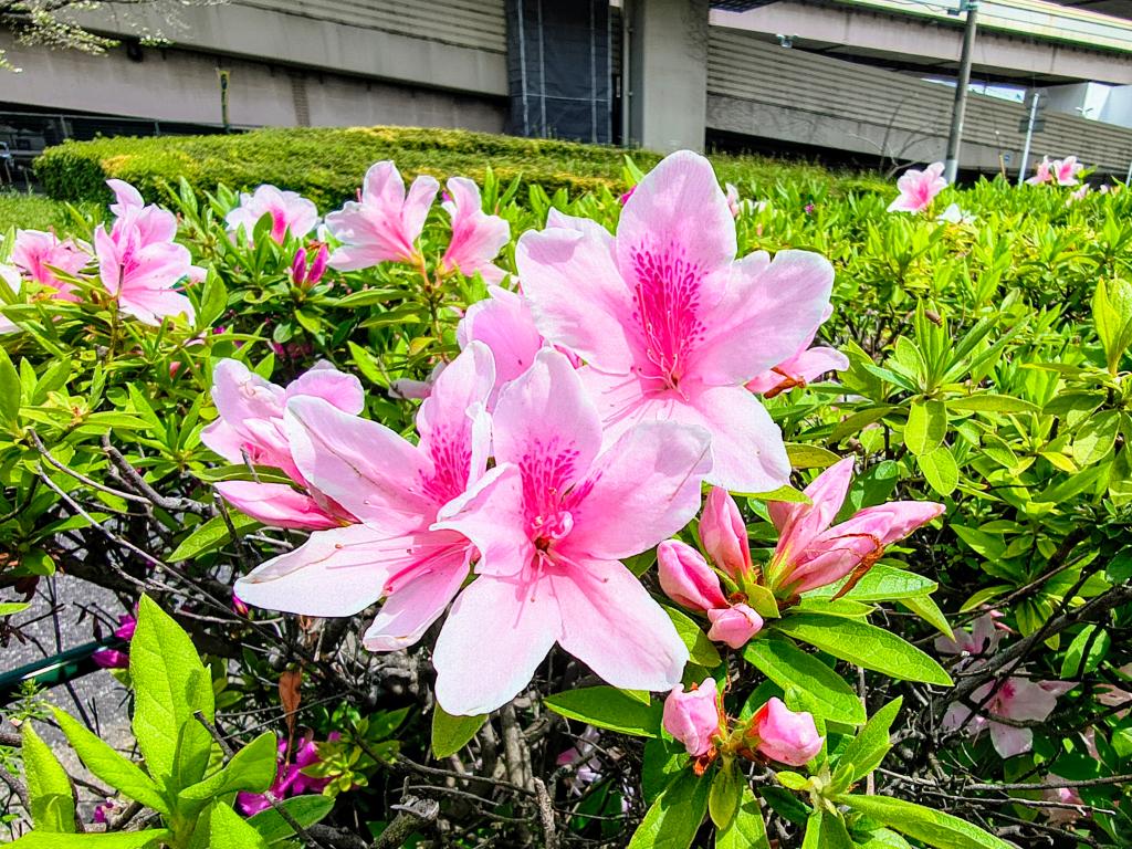 お花が咲きましたわ！