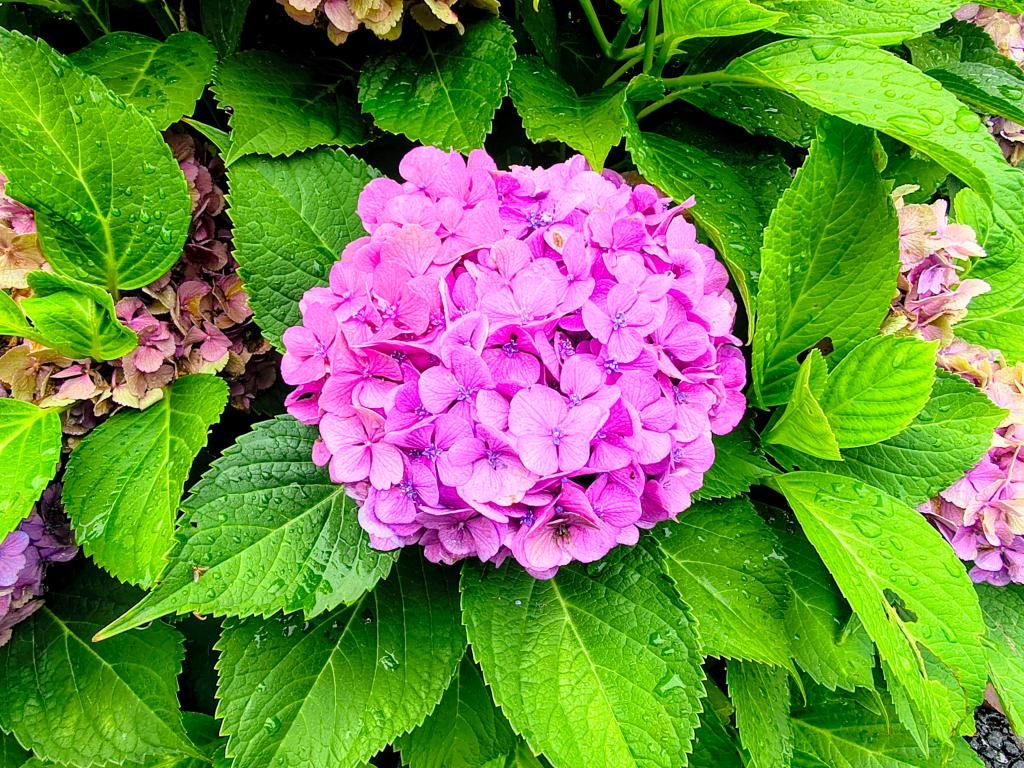 お花が咲いてますわ！
