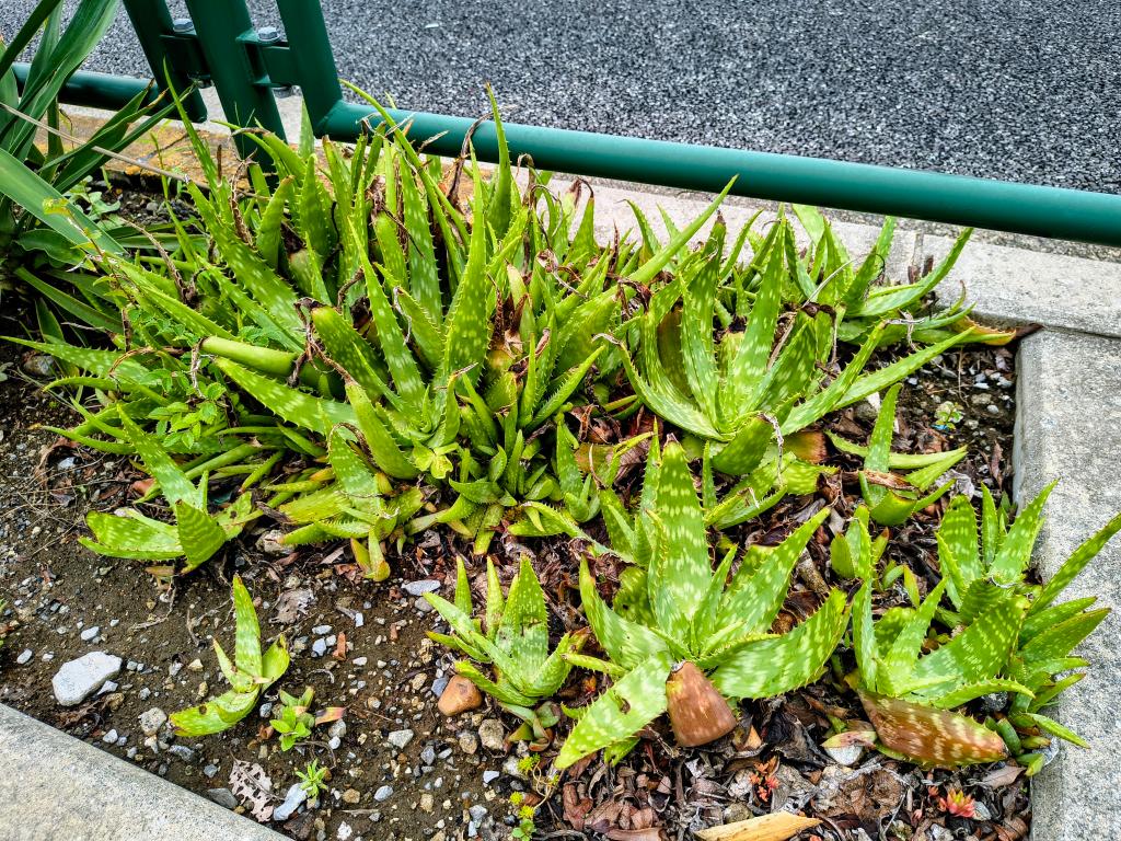 お花が咲いてますわ！