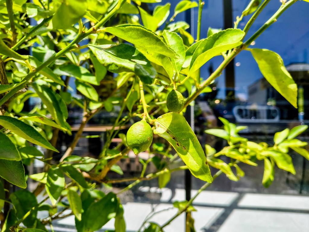 この木何の木、、、レモンの木🍋