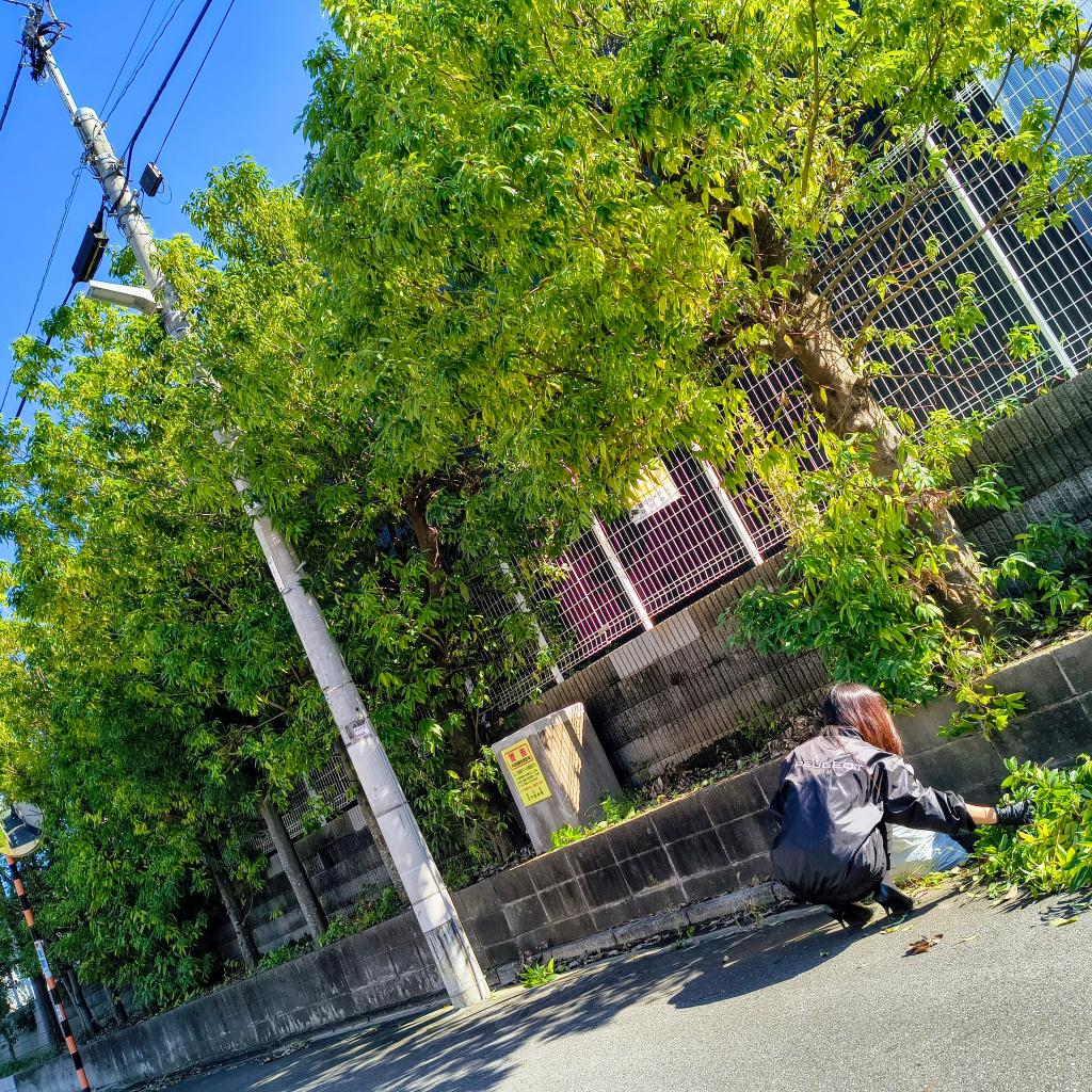 伐採！