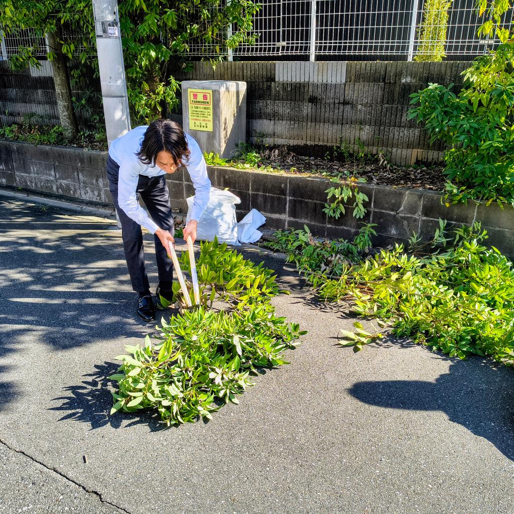 伐採！